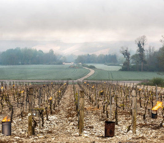 Bourgogne 2024 – Udfordringer og fokus på kvalitet
