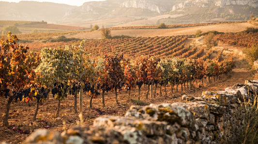 Spanien: Rioja og Tempranillo