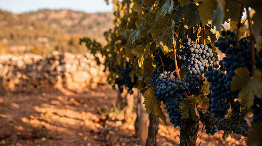 Syrah: Mørk, krydret og kraftfuld