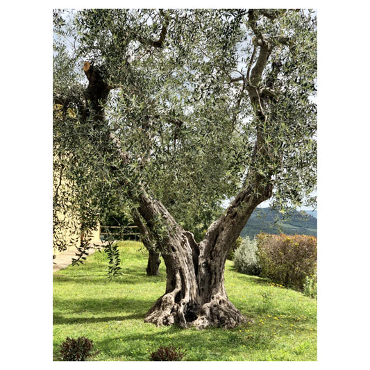 Mastrojanni Olio Extra Vergine d'Oliva 0,5L